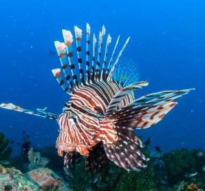 Mergui Archipelago