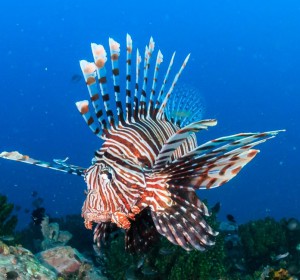 Mergui Archipelago