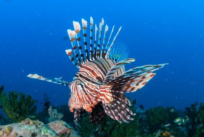 Mergui Archipelago